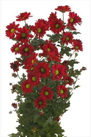 Foto de variedad de flores para ser usadas como: Flor cortada Chrysanthemum Cayenne