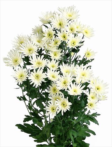 Foto de variedad de flores para ser usadas como: Flor cortada Chrysanthemum Delianne