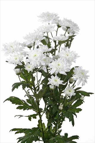 photo of flower to be used as: Cutflower Chrysanthemum Zembla Tiny