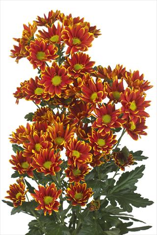 Foto de variedad de flores para ser usadas como: Flor cortada Chrysanthemum Kastelli