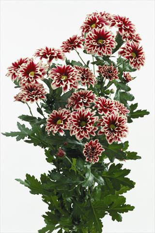Foto de variedad de flores para ser usadas como: Flor cortada Chrysanthemum Orinoco