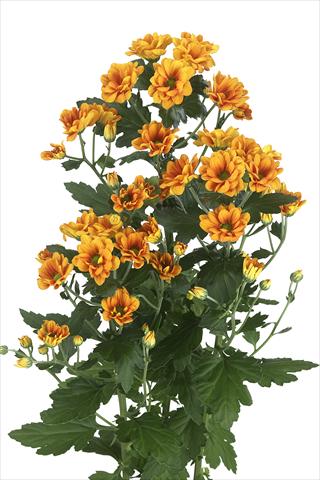 Foto de variedad de flores para ser usadas como: Flor cortada Chrysanthemum Managua Orange