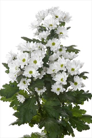 photo of flower to be used as: Cutflower Chrysanthemum Manadou