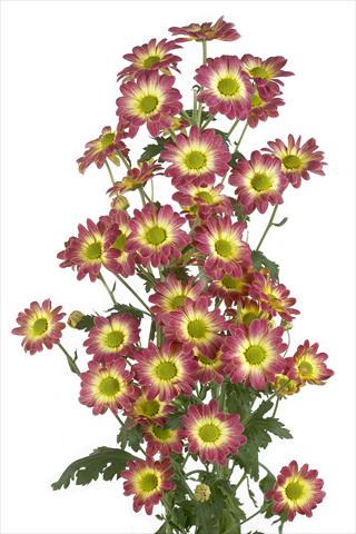 Foto de variedad de flores para ser usadas como: Flor cortada Chrysanthemum Vulcano
