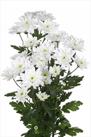 Foto de variedad de flores para ser usadas como: Flor cortada Chrysanthemum Baltica