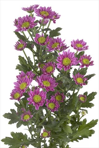 Foto de variedad de flores para ser usadas como: Flor cortada Chrysanthemum Amazon