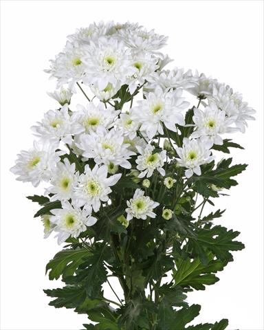 Foto de variedad de flores para ser usadas como: Flor cortada Chrysanthemum Milano White
