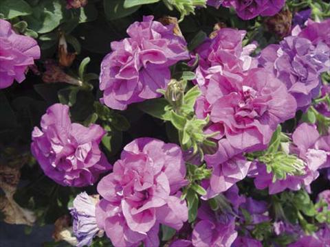 Foto de variedad de flores para ser usadas como: Maceta, planta de temporada, patio Petunia pendula Viva Double Purple