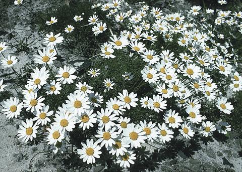 Foto de variedad de flores para ser usadas como: Planta de temporada / borde del macizo Anthemis carpatica Karpatenschnee (Snowcarpet)