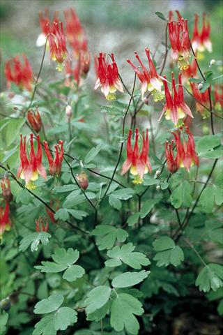 Foto de variedad de flores para ser usadas como: Maceta y planta de temporada Aquilegia canadiensis Little Lanterns
