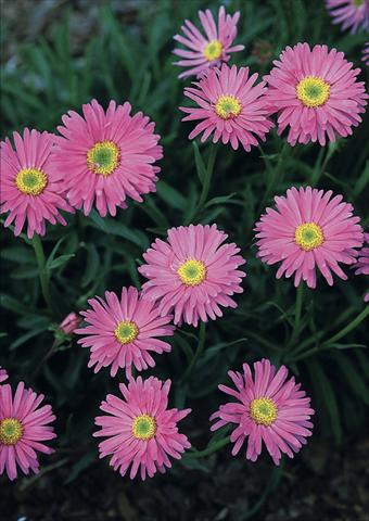 Foto de variedad de flores para ser usadas como: Planta de temporada / borde del macizo Aster alpinus Pinkie 