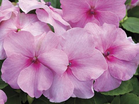 Foto de variedad de flores para ser usadas como: Maceta o Tarrina de colgar Impatiens walleriana Accent Pink Imp