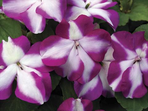 Foto de variedad de flores para ser usadas como: Maceta o Tarrina de colgar Impatiens walleriana Accent Violet Star Imp