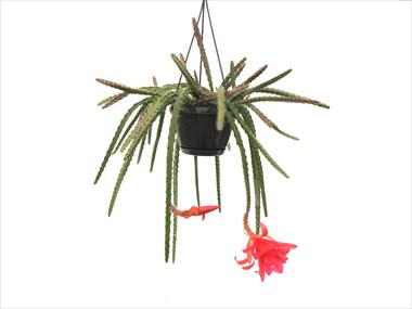 Foto de variedad de flores para ser usadas como: Maceta Cactus Aporophyllum hybride