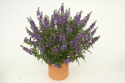 Foto de variedad de flores para ser usadas como: Maceta o Tarrina de colgar Angelonia angustifolia Alonia Dark Blue