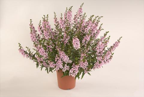 Foto de variedad de flores para ser usadas como: Patio, Maceta Angelonia angustifolia Alonia Pastel Pink