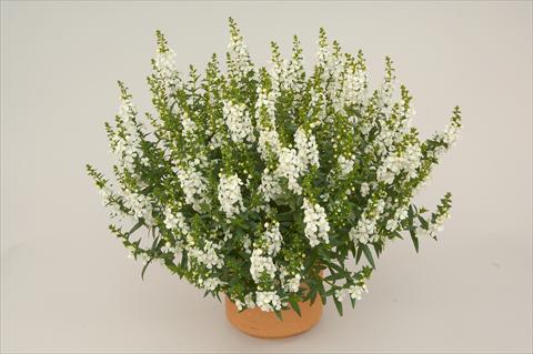 Foto de variedad de flores para ser usadas como: Patio, Maceta Angelonia angustifolia Alonia White