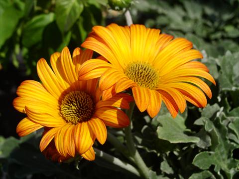 Foto de variedad de flores para ser usadas como: Maceta y planta de temporada Arctotis Hayley