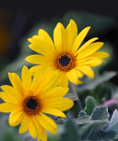 Foto de variedad de flores para ser usadas como: Maceta y planta de temporada Arctotis Hellow