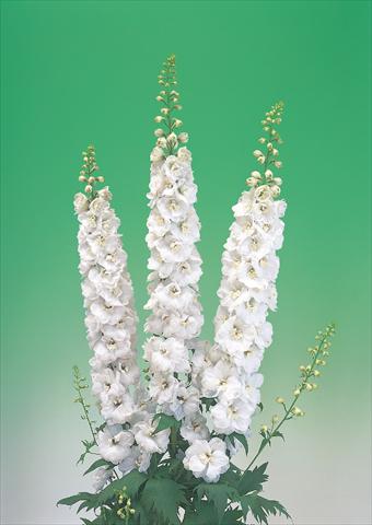 photo of flower to be used as: Cutflower Delphinium elatum Aurora F1