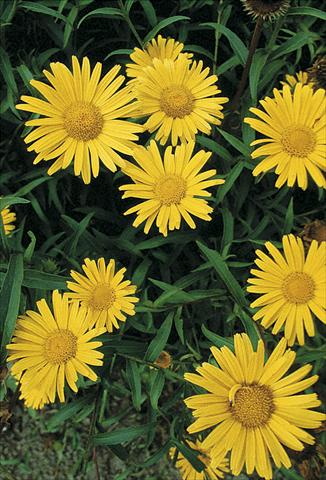Foto de variedad de flores para ser usadas como: Planta de temporada / borde del macizo Buphtalmum salicifolium Alpengold