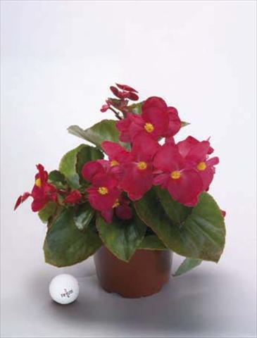 Foto de variedad de flores para ser usadas como: Maceta, planta de temporada, patio Begonia x benariensis BIG Red Green Fogliage