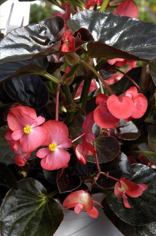 Foto de variedad de flores para ser usadas como: Maceta y planta de temporada Begonia x benariensis BIG Scarlet Bronze Leaf