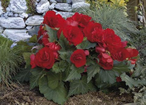 Foto de variedad de flores para ser usadas como: Maceta, planta de temporada, patio Begonia tuberosa Go Early F1 Red