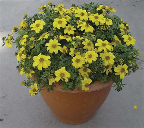 Foto de variedad de flores para ser usadas como: Maceta o Tarrina de colgar Bidens ferulifolia Golddust Yellow