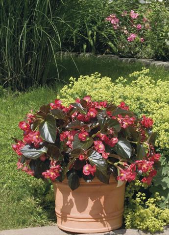 Foto de variedad de flores para ser usadas como: Maceta, planta de temporada, patio Begonia x benariensis BIG