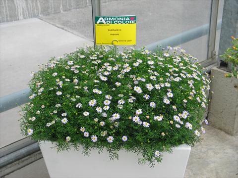 Foto de variedad de flores para ser usadas como: Maceta, patio, Tarrina de colgar Brachyscome Surdaisy® Mauve