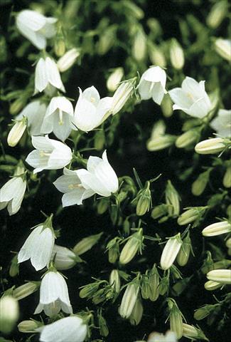 Foto de variedad de flores para ser usadas como: Planta de temporada / borde del macizo Campanula cochleariifolia Bavaria White