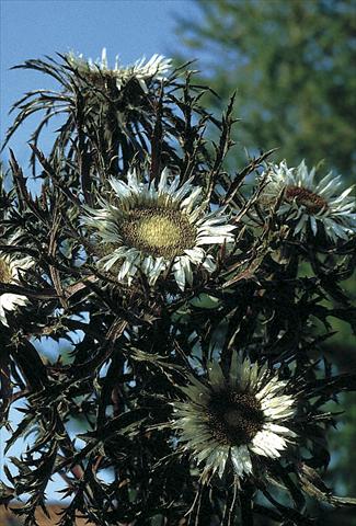 Foto de variedad de flores para ser usadas como: Planta de temporada / borde del macizo Carlina acaulis Bronze
