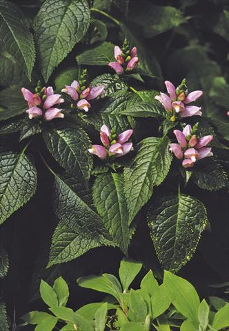 Foto de variedad de flores para ser usadas como: Planta de temporada / borde del macizo Chelone lyonii Pink Temptation