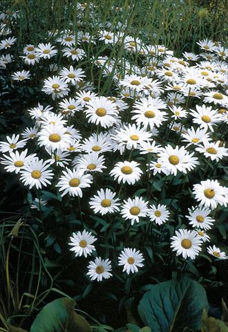 Foto de variedad de flores para ser usadas como: Maceta y planta de temporada Chrysanthemum maximum Brightside