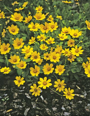 Foto de variedad de flores para ser usadas como: Planta de temporada / borde del macizo Coreopsis auriculata f. nana Elfin Gold