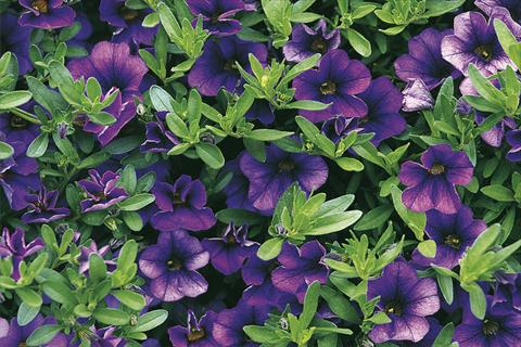 Foto de variedad de flores para ser usadas como: Maceta, planta de temporada, patio Calibrachoa Callie® Dark Blue