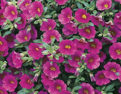 Foto de variedad de flores para ser usadas como: Maceta, planta de temporada, patio Calibrachoa Callie® Rose