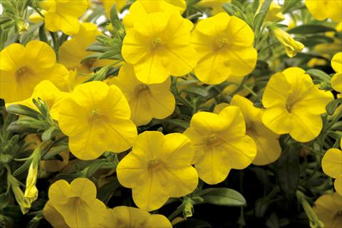 Foto de variedad de flores para ser usadas como: Maceta, planta de temporada, patio Calibrachoa Callie® Deep Yellow
