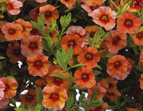Foto de variedad de flores para ser usadas como: Maceta, planta de temporada, patio Calibrachoa Callie® Orange 08