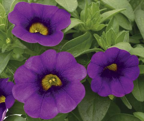 Foto de variedad de flores para ser usadas como: Maceta, planta de temporada, patio Calibrachoa Callie® Purple 07