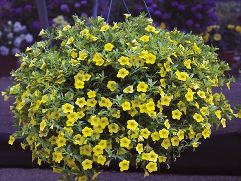 Foto de variedad de flores para ser usadas como: Maceta, planta de temporada, patio Calibrachoa Callie® Yellow
