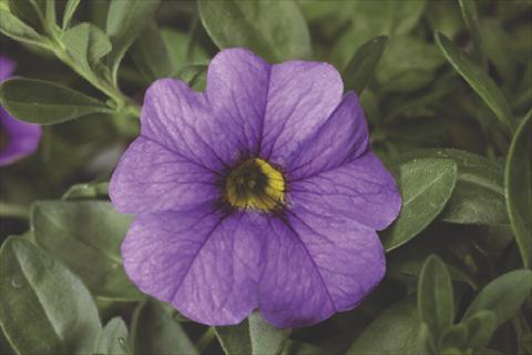 Foto de variedad de flores para ser usadas como: Maceta, planta de temporada, patio Calibrachoa Callie® Light Blue