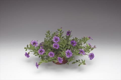 Foto de variedad de flores para ser usadas como: Maceta, planta de temporada, patio Calibrachoa Callie® Light Blue