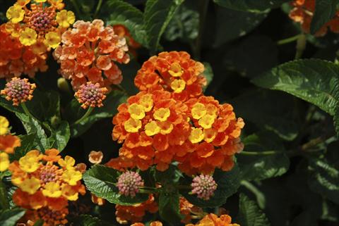 Foto de variedad de flores para ser usadas como: Maceta, planta de temporada, patio Lantana camara TOP Calippo Mandarin