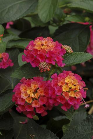 Foto de variedad de flores para ser usadas como: Maceta, planta de temporada, patio Lantana camara TOP Calippo Pink