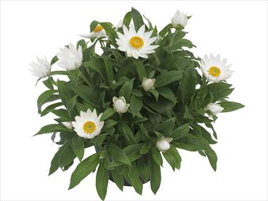 Foto de variedad de flores para ser usadas como: Maceta y planta de temporada Helichrysum (Bracteantha) Dazette Satin