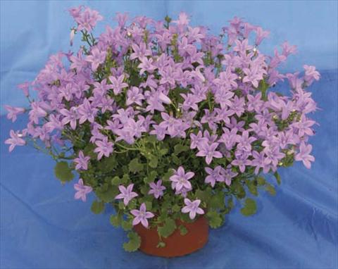 Foto de variedad de flores para ser usadas como: Maceta y planta de temporada Campanula portenschlagiana Catharina Improved