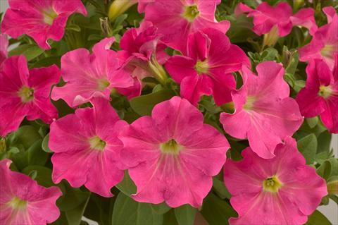 Foto de variedad de flores para ser usadas como: Maceta, patio, Tarrina de colgar Petunia Candy Pink Ray