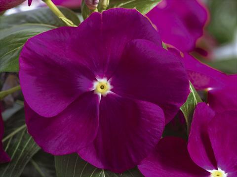 Foto de variedad de flores para ser usadas como: Maceta y planta de temporada Catharanthus roseus - Vinca Nirvana© Violet